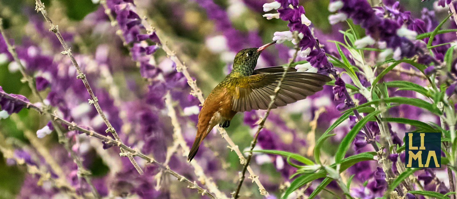 Lima Urban Birds Photo Tour