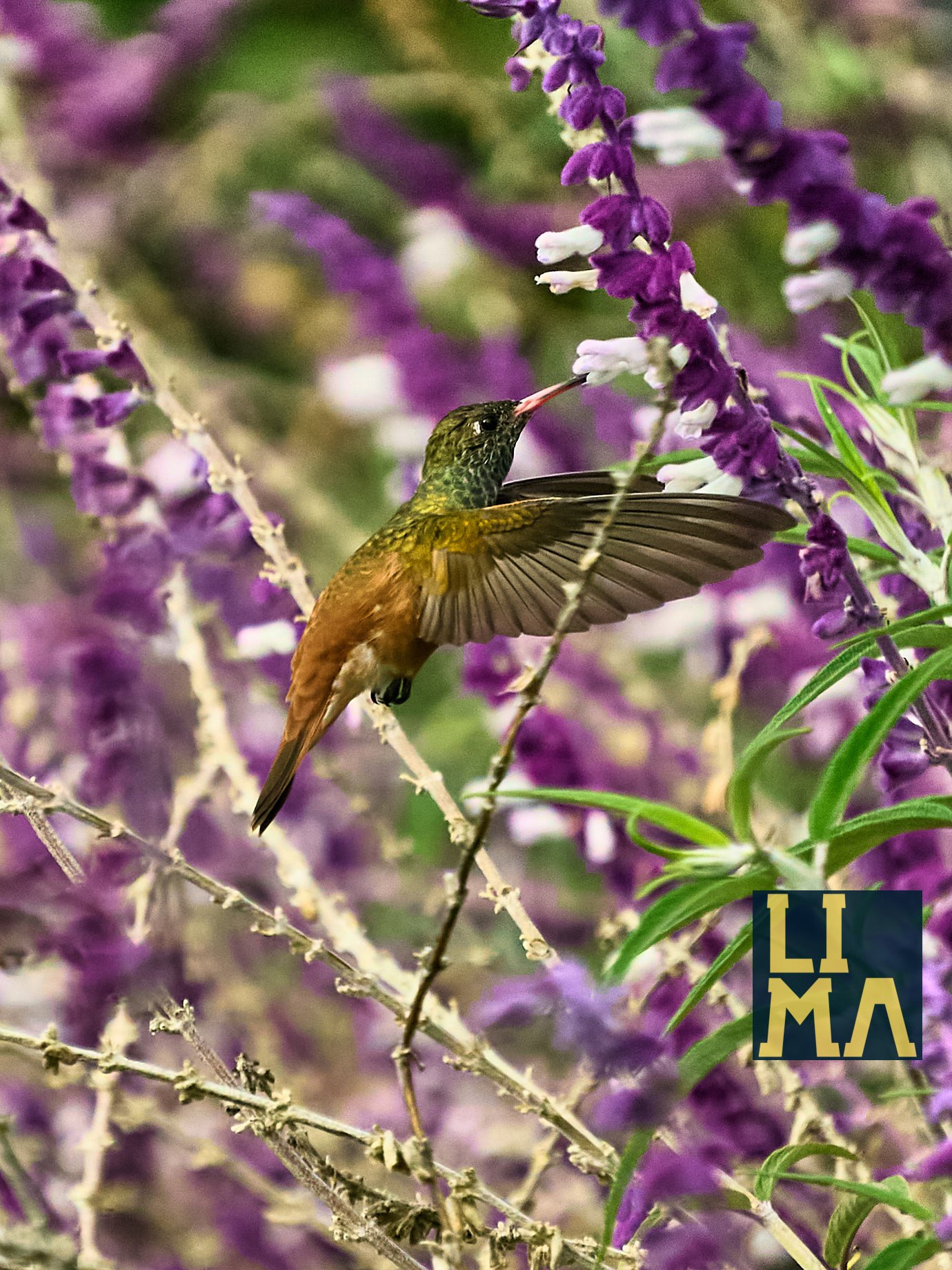 Lima Urban Birds Photo Tour