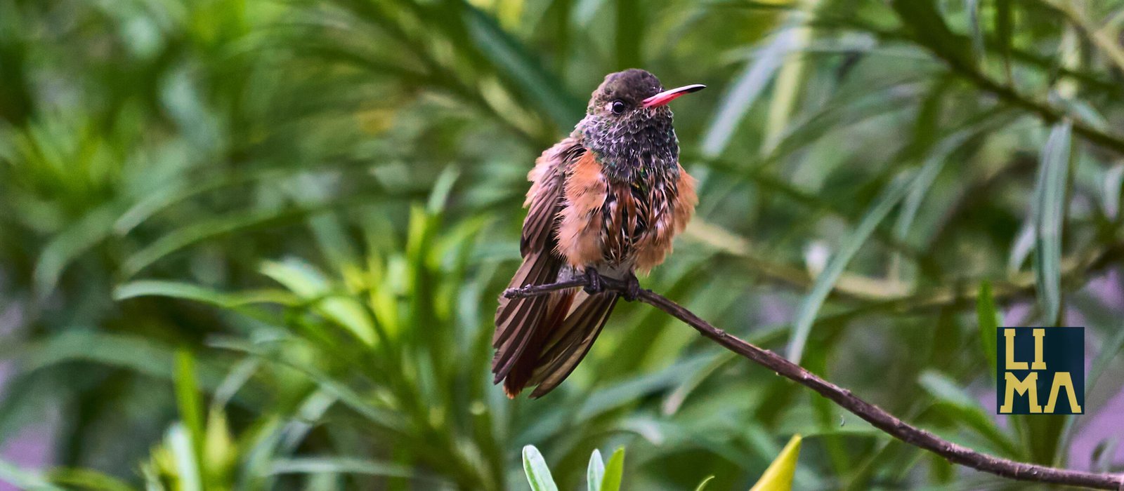 Lima Urban Birds Photo Tour
