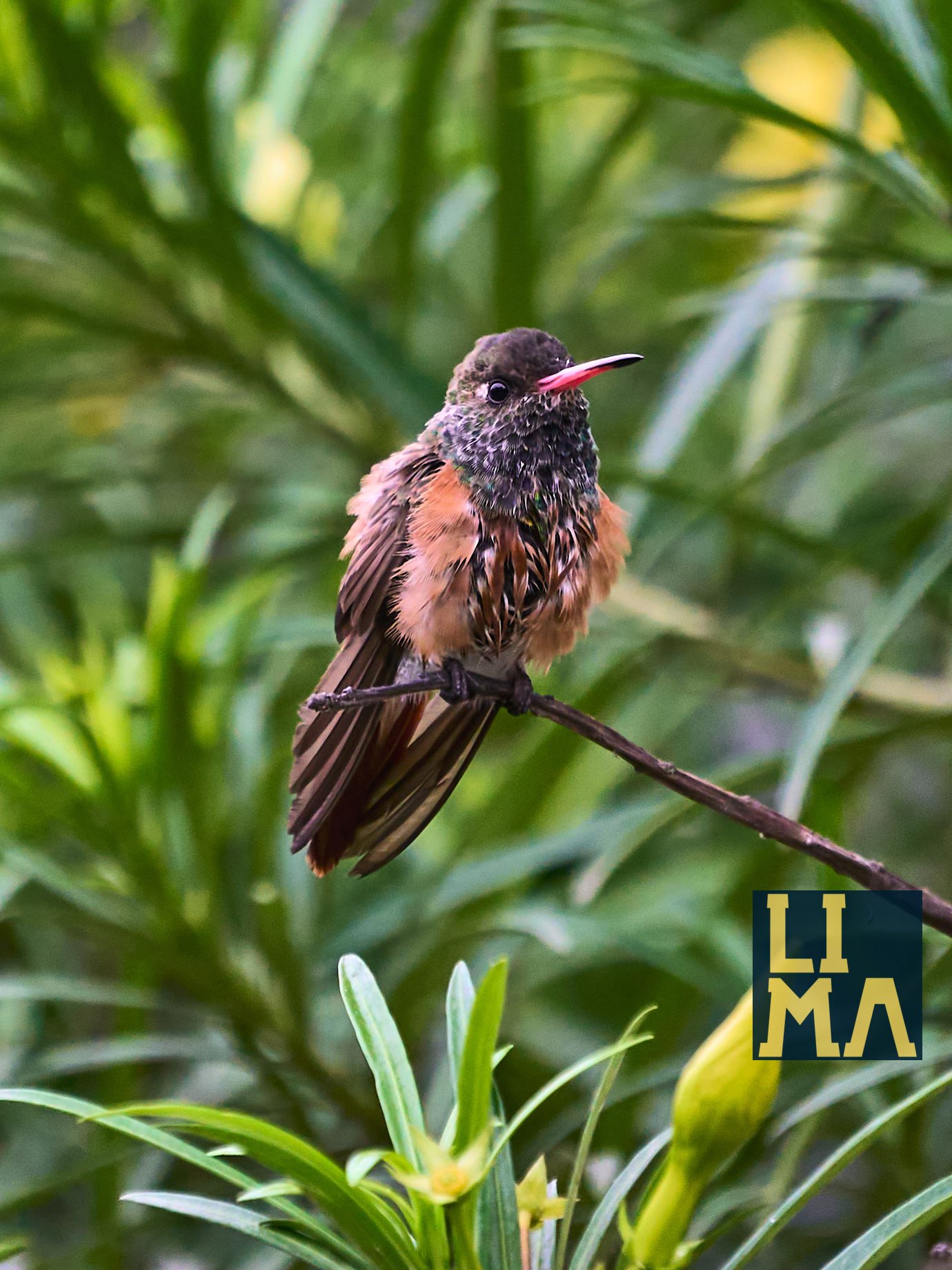 Lima Urban Birds Photo Tour