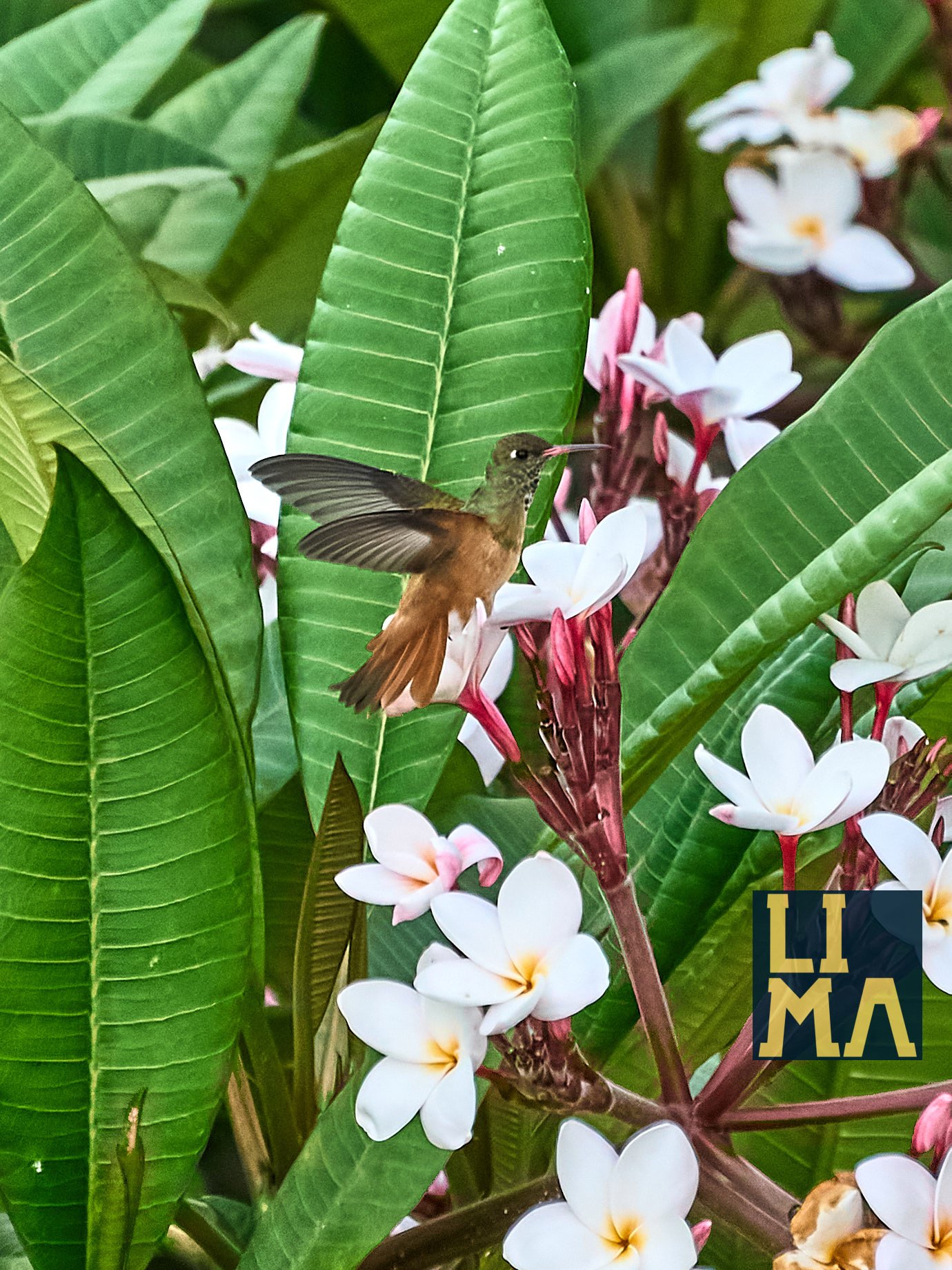 Lima Urban Birds Photo Tour
