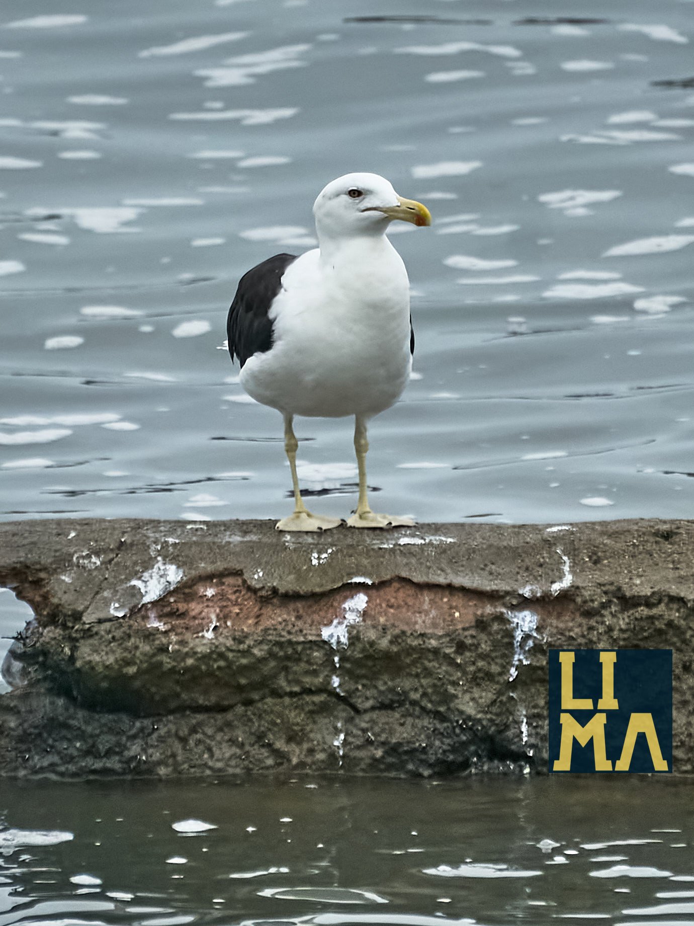 Lima Urban Birds Photo Tour