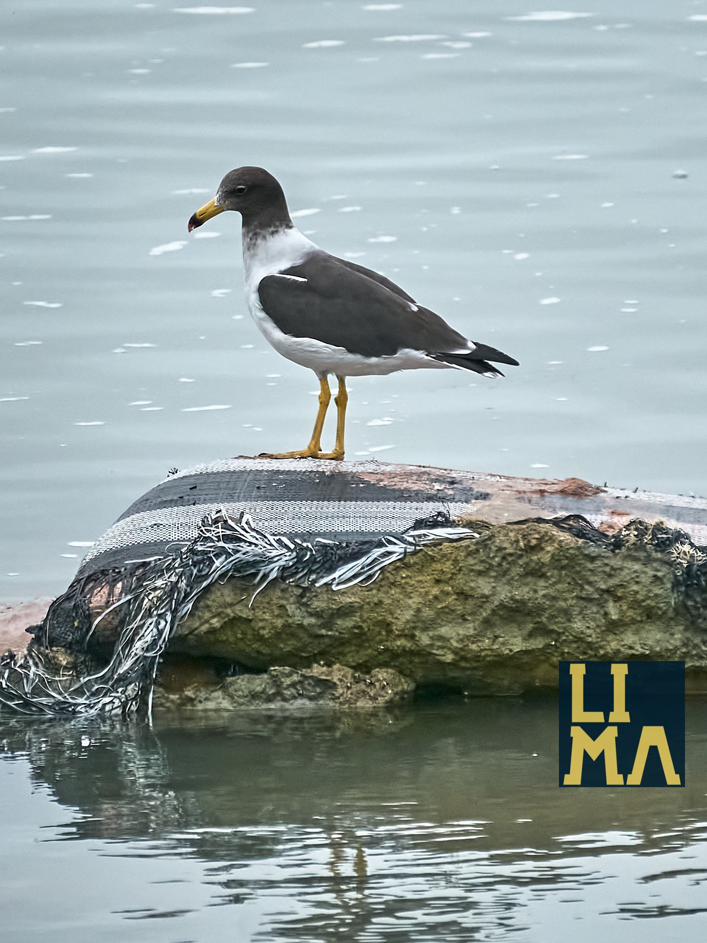 Lima Urban Birds Photo Tour