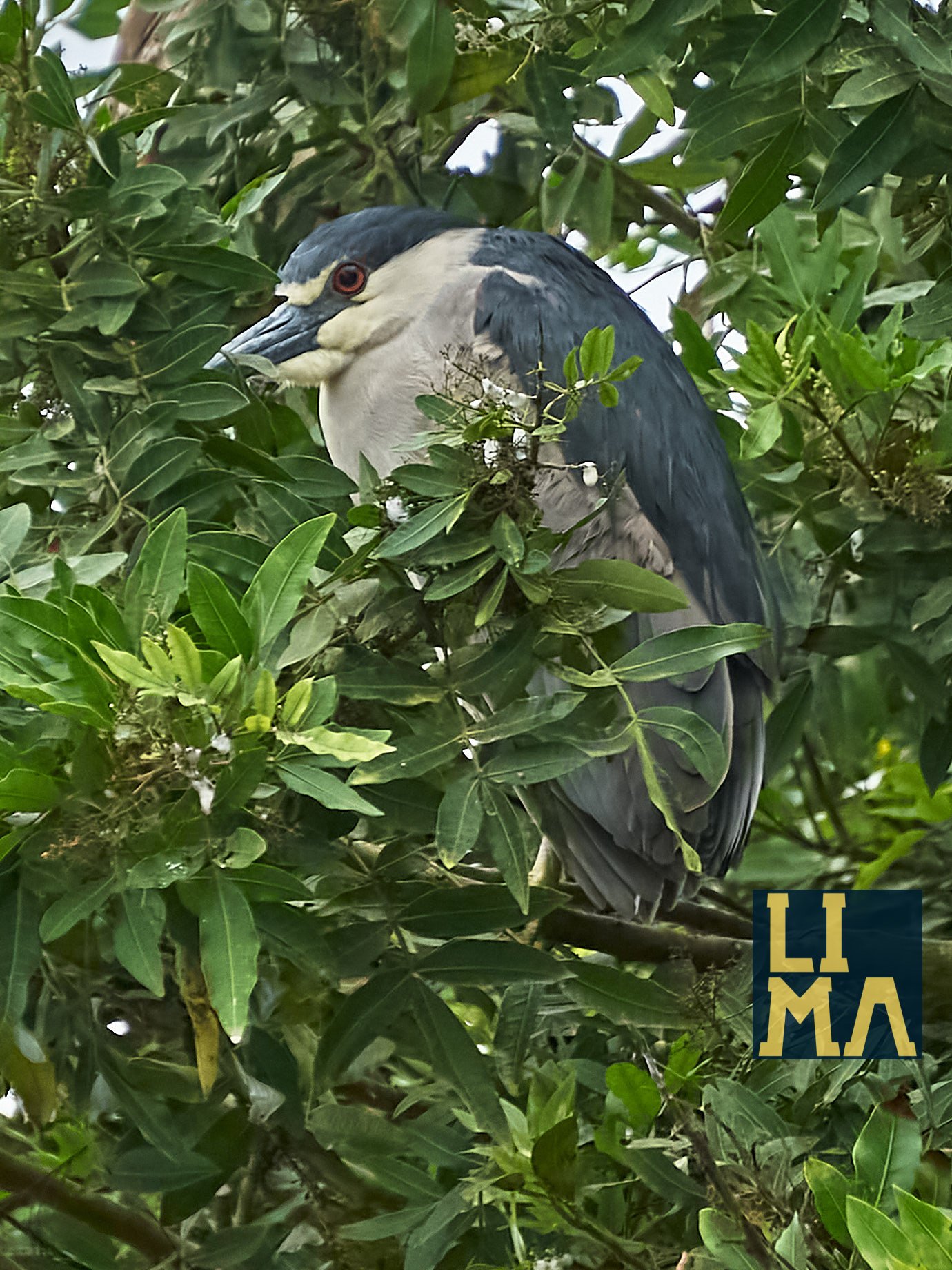 Lima Urban Birds Photo Tour