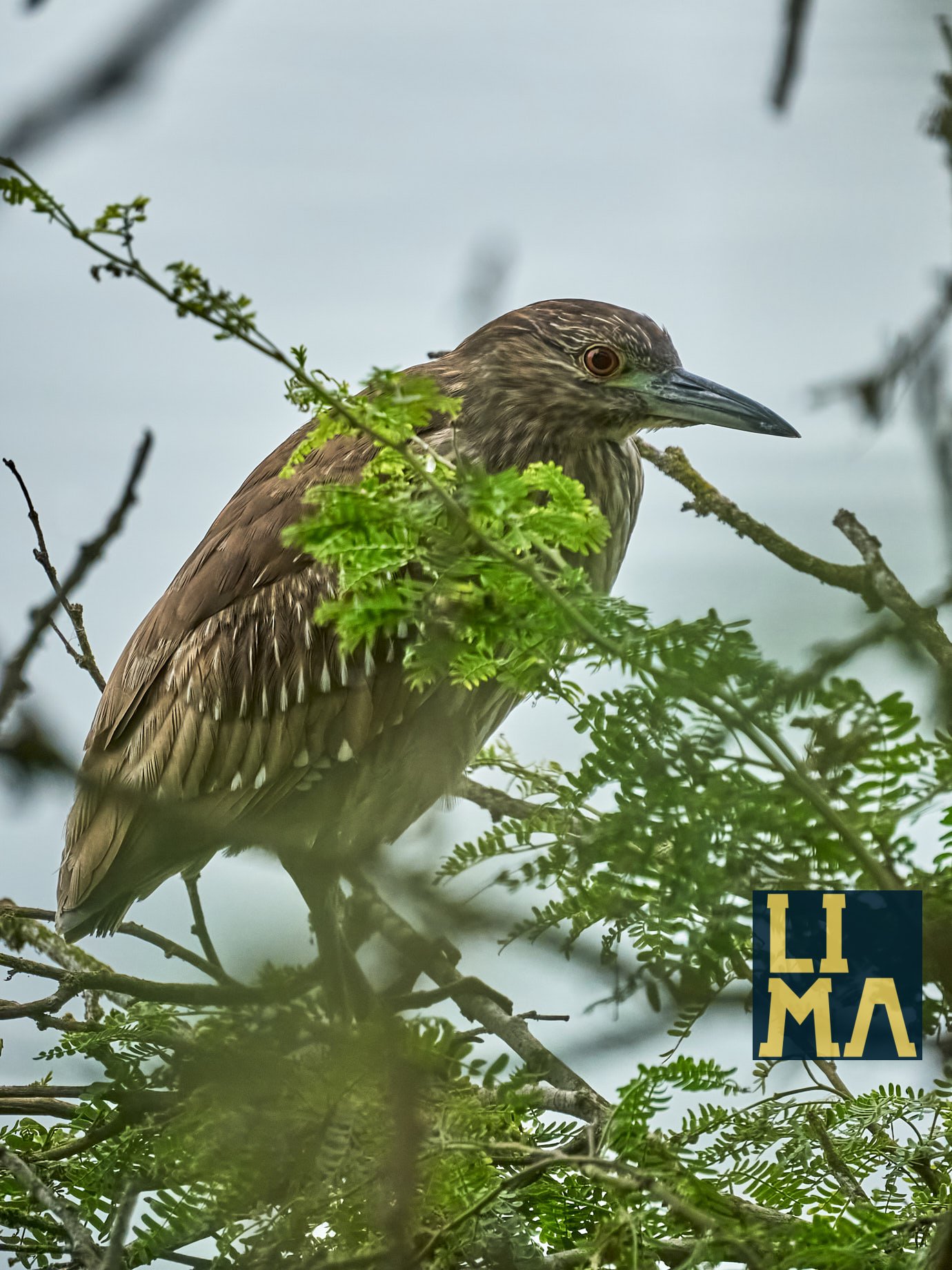 Lima Urban Birds Photo Tour