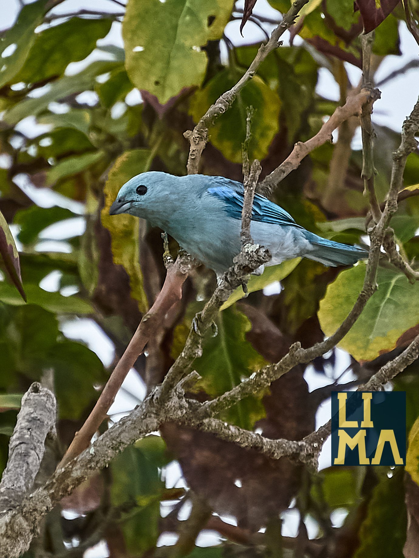 Lima Urban Birds Photo Tour