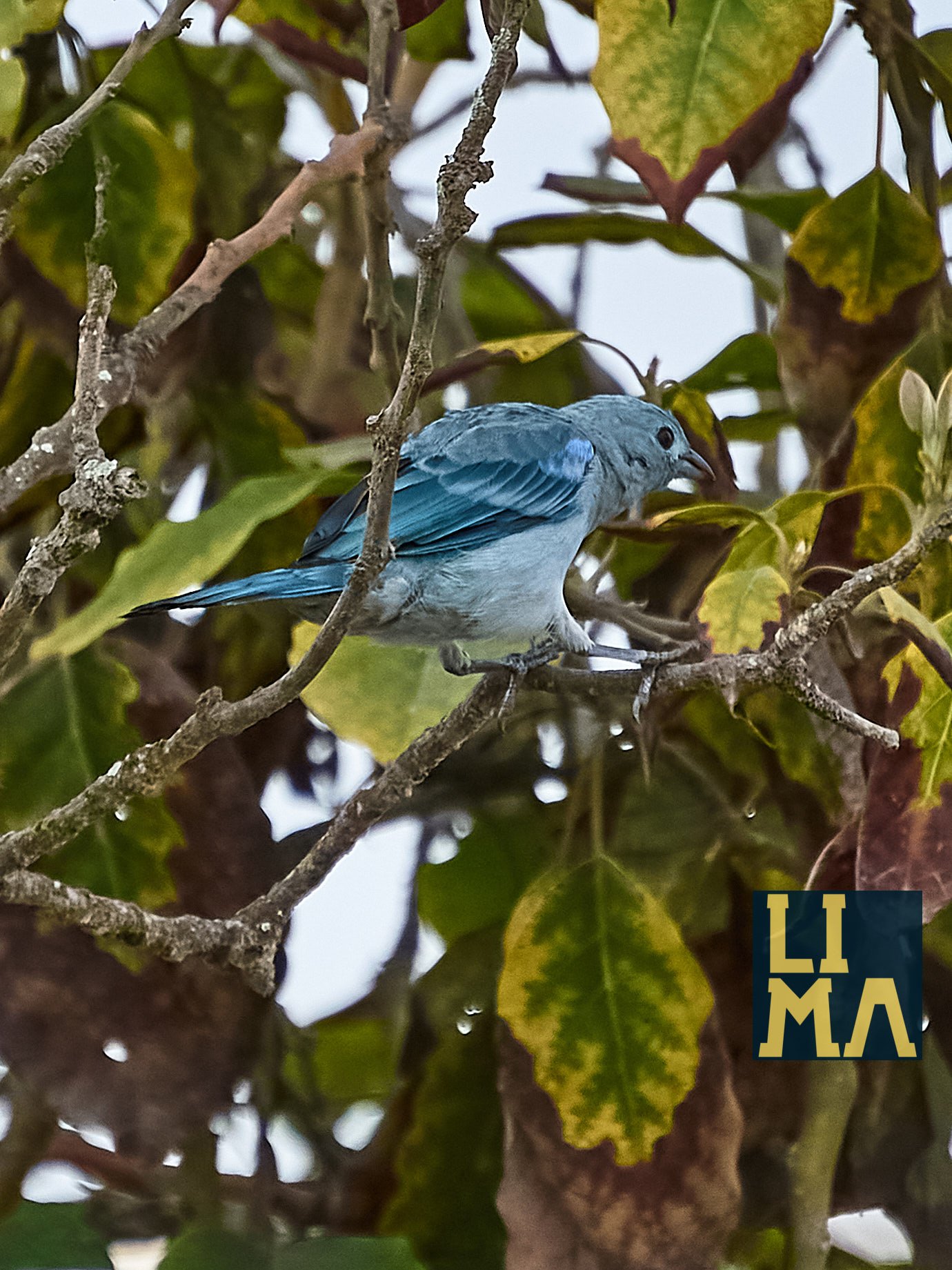 Lima Urban Birds Photo Tour