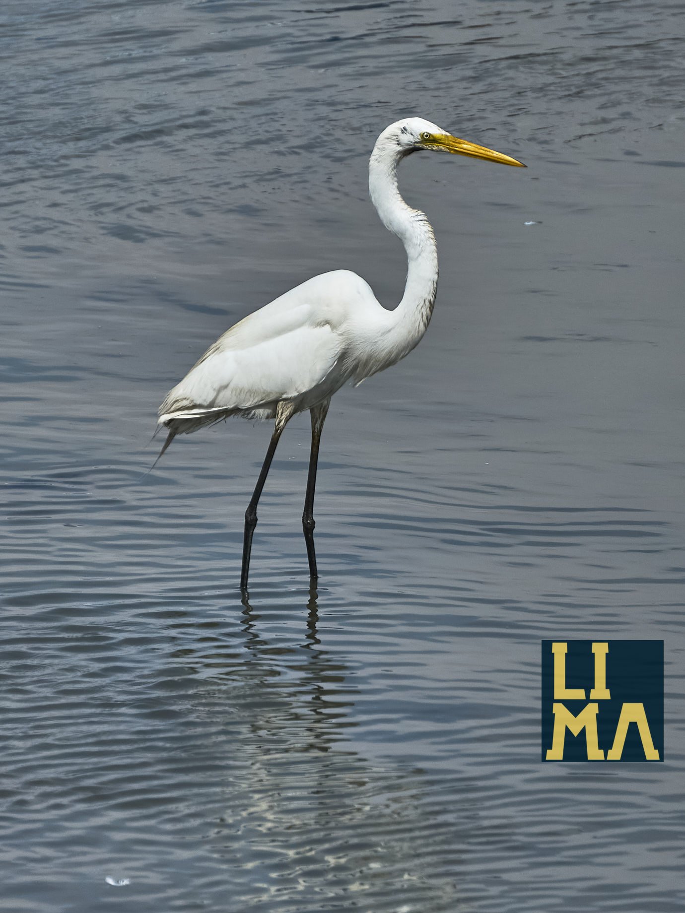 Lima Urban Birds Photo Tour