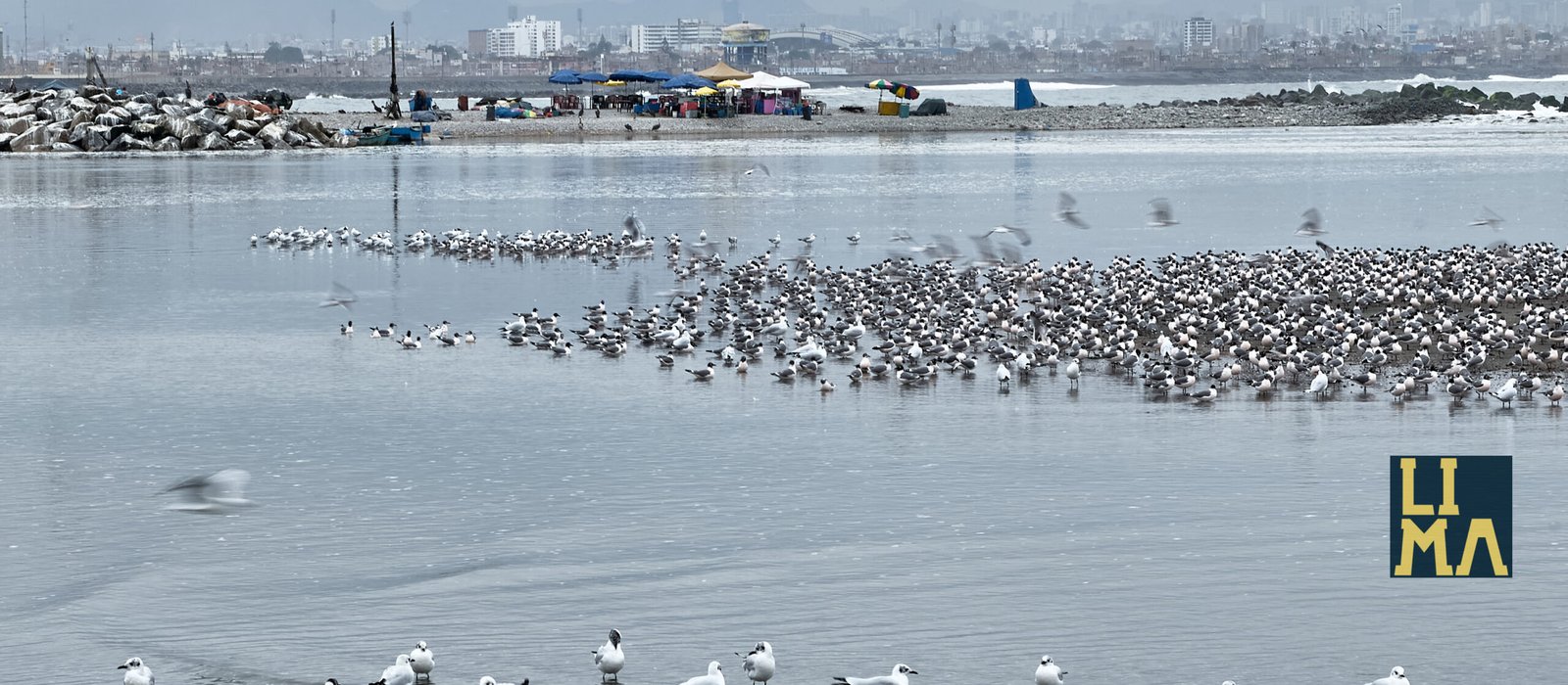 Lima Urban Birds Photo Tour