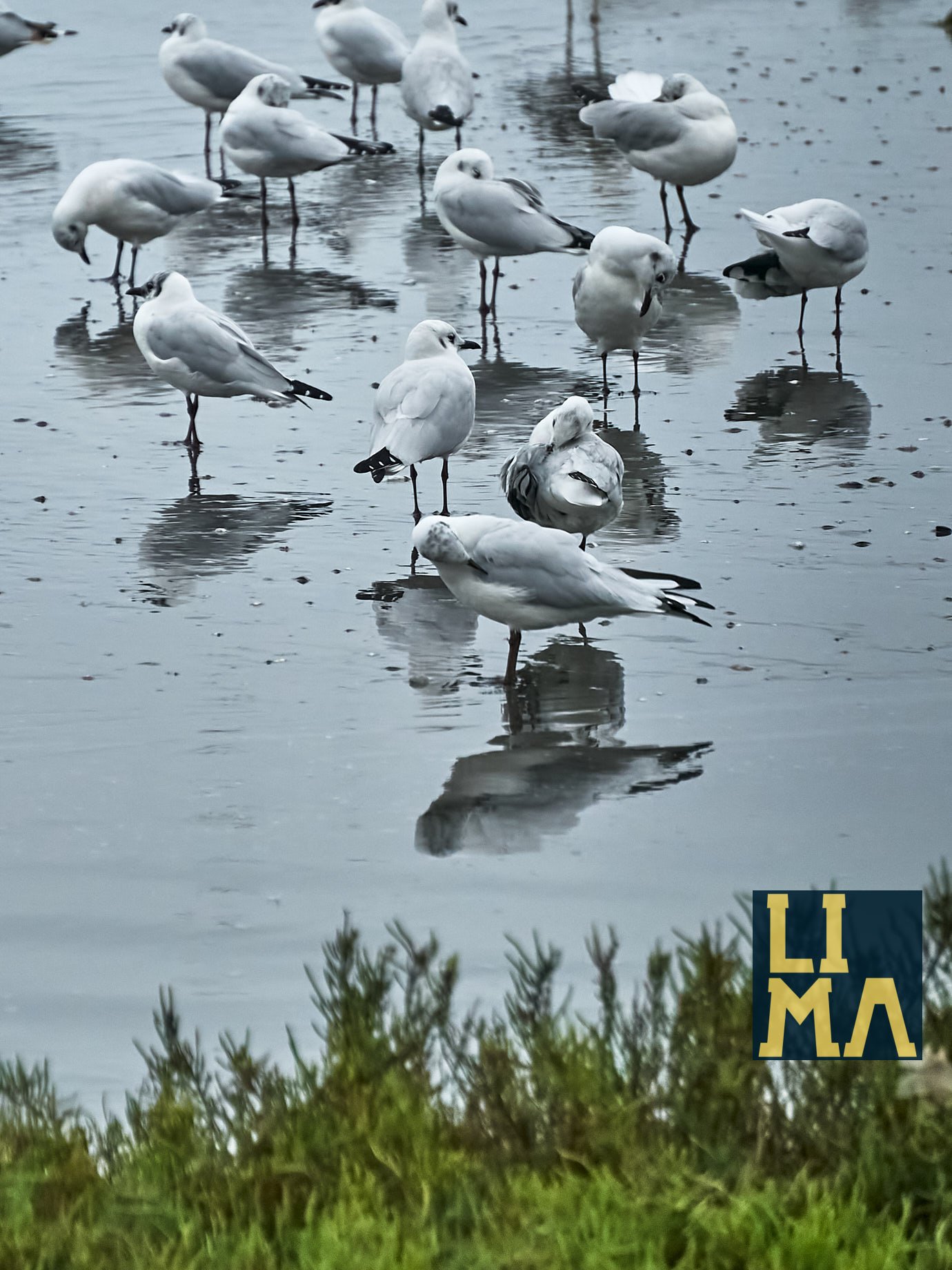 Lima Urban Birds Photo Tour