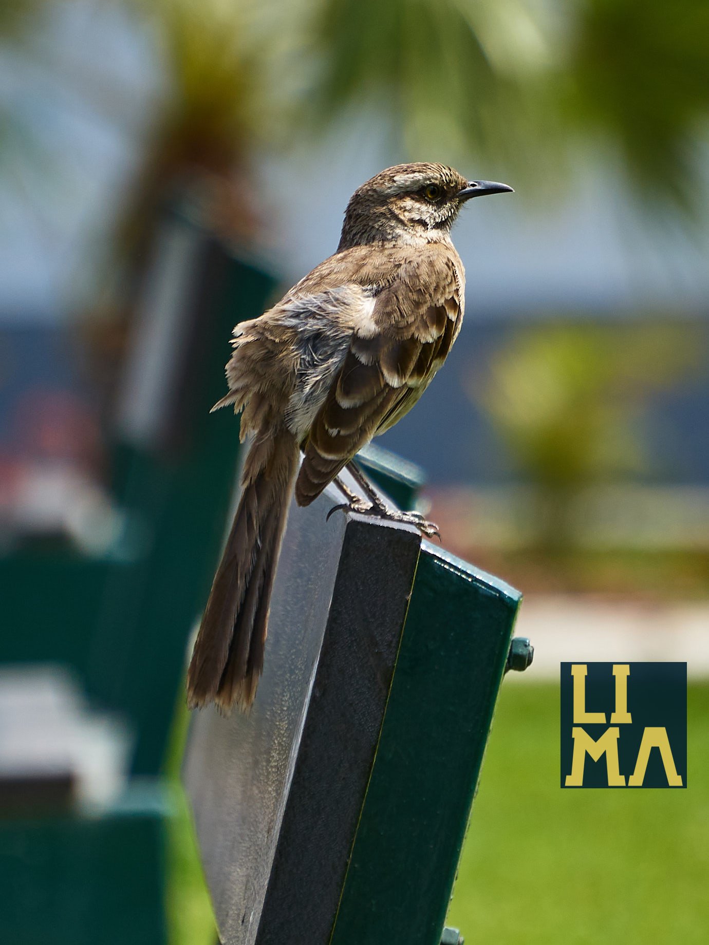 Lima Urban Birds Photo Tour