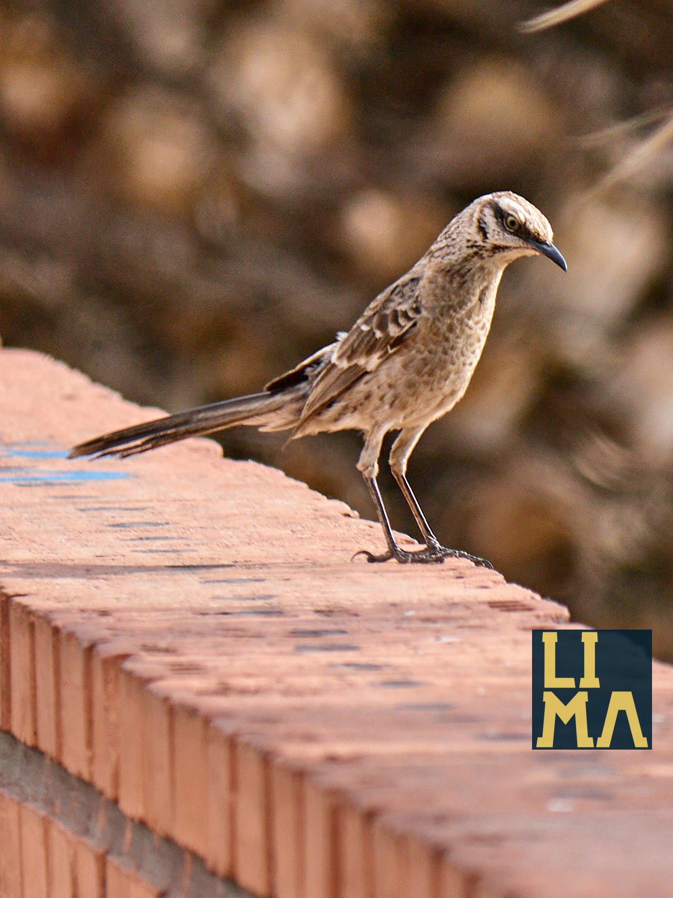 Lima Urban Birds Photo Tour