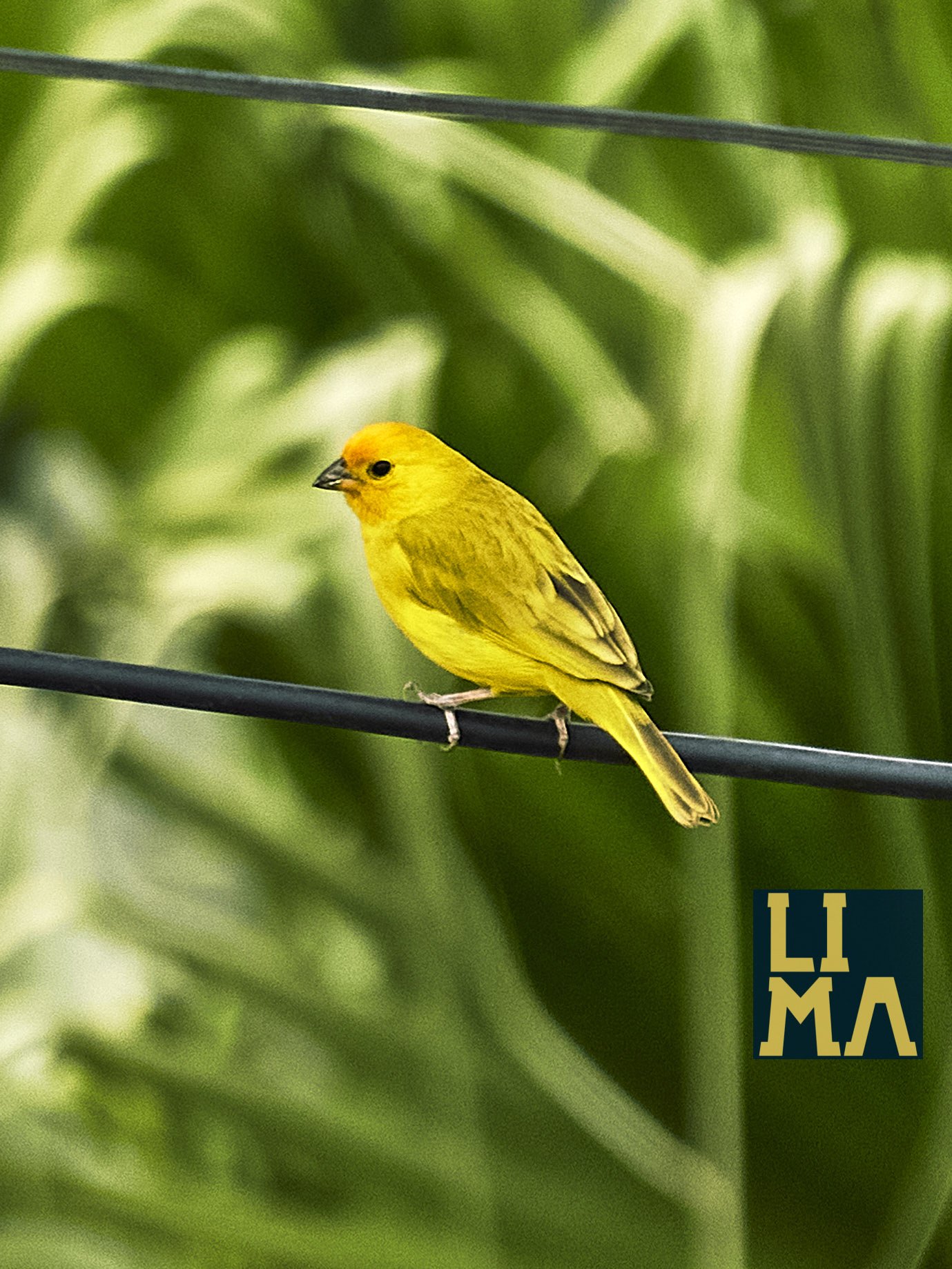 Lima Urban Birds Photo Tour