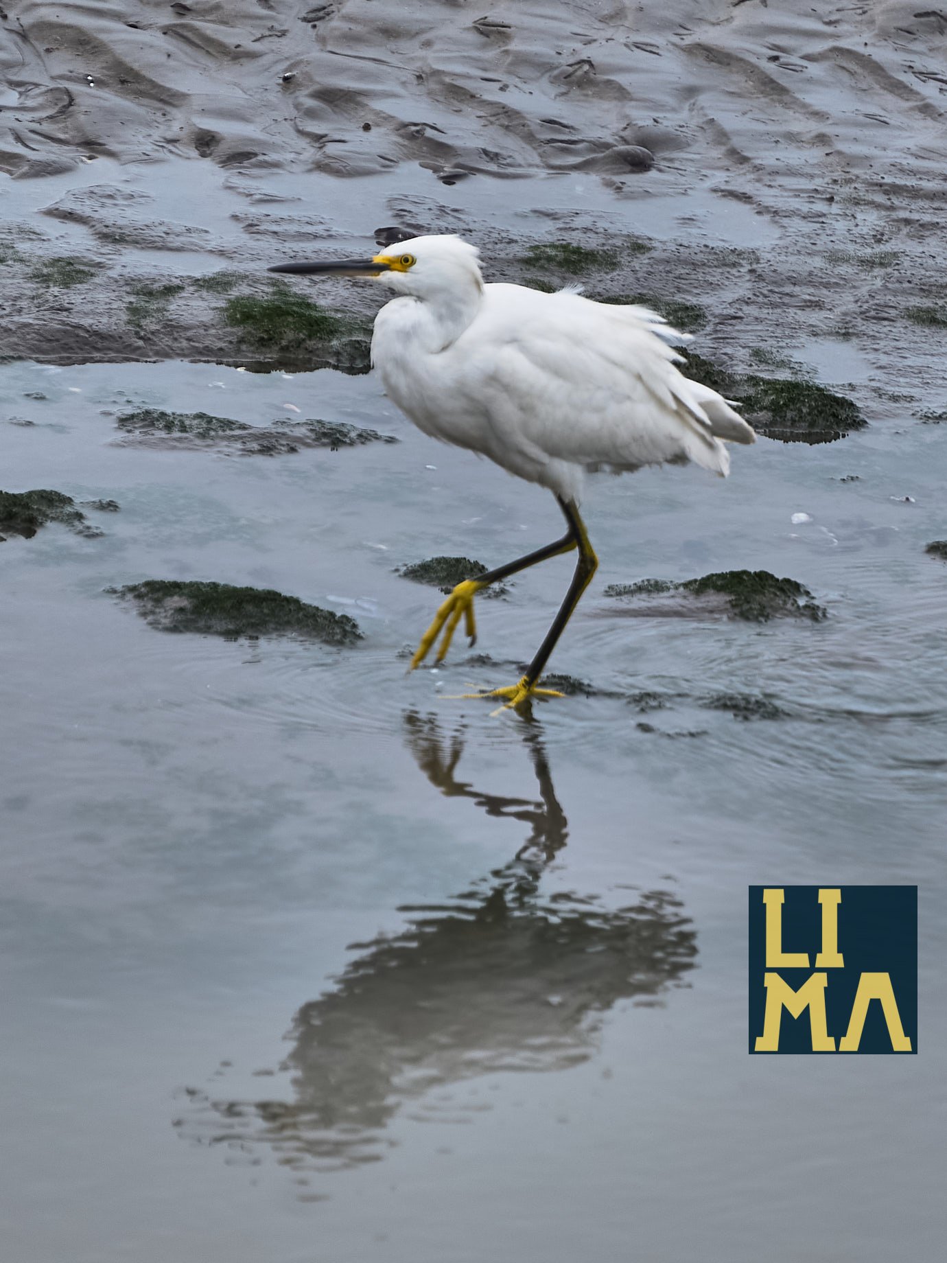 Lima Urban Birds Photo Tour