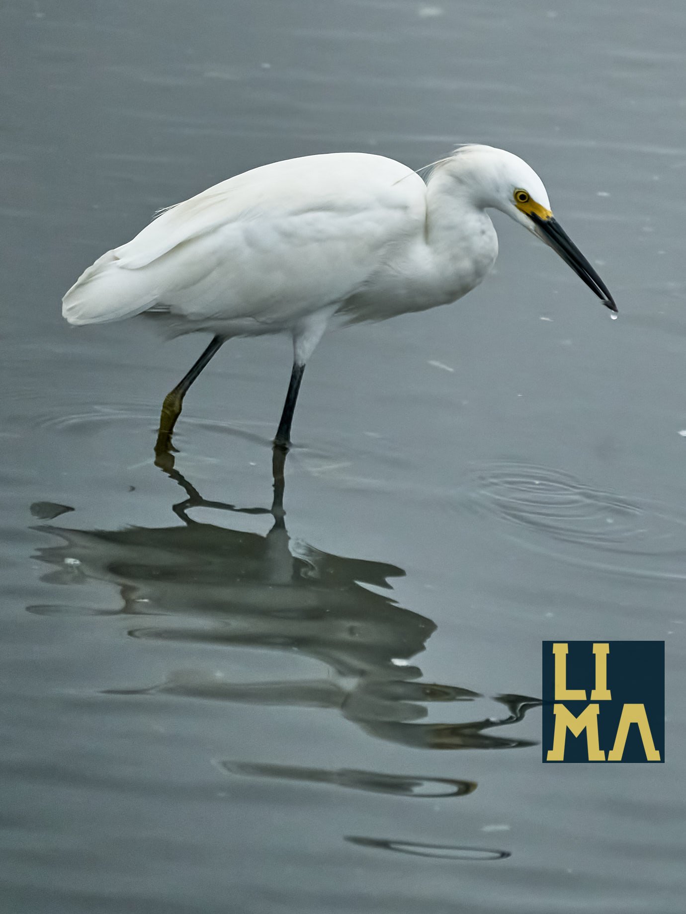 Lima Urban Birds Photo Tour