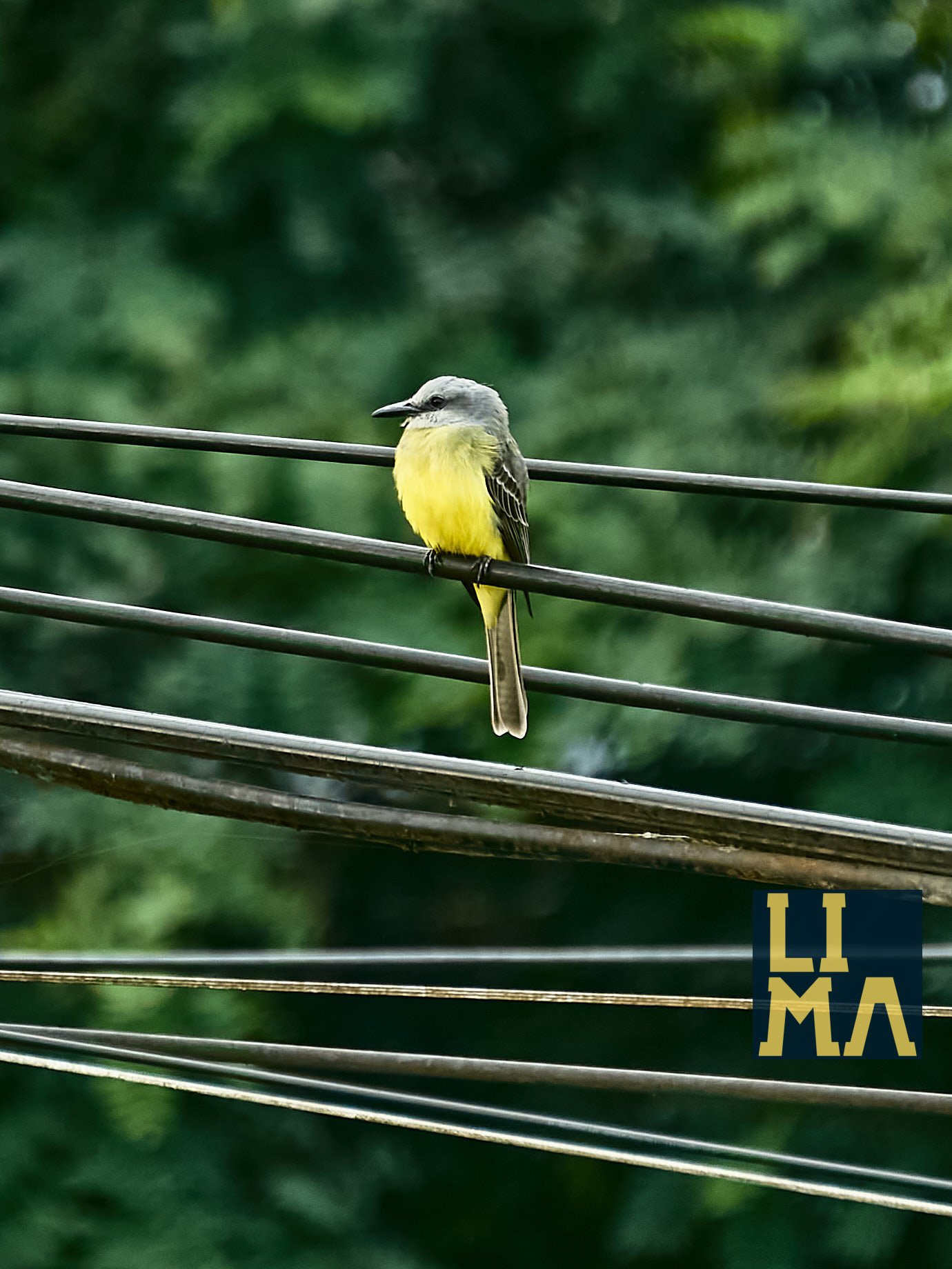 Lima Urban Birds Photo Tour