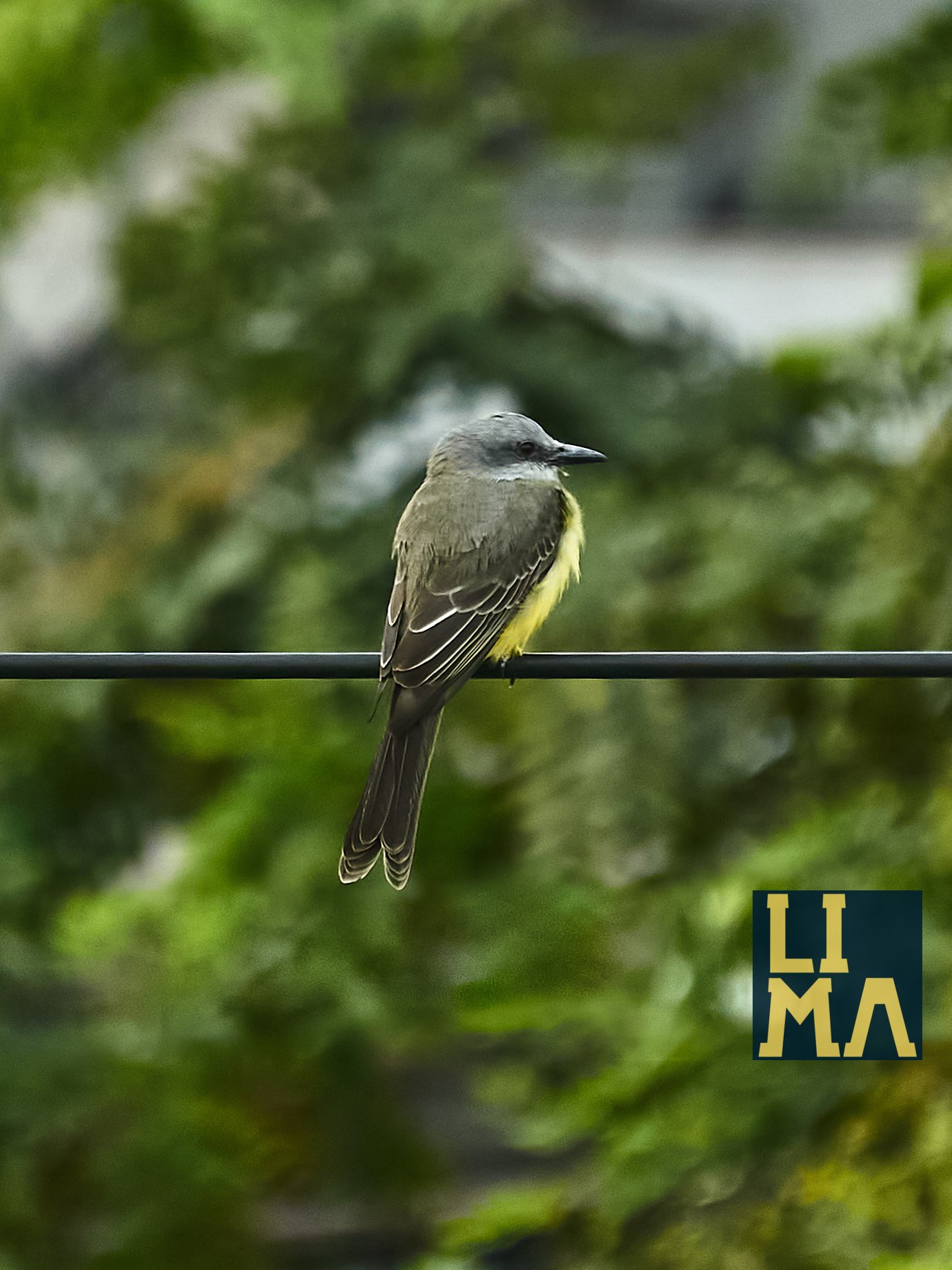 Lima Urban Birds Photo Tour
