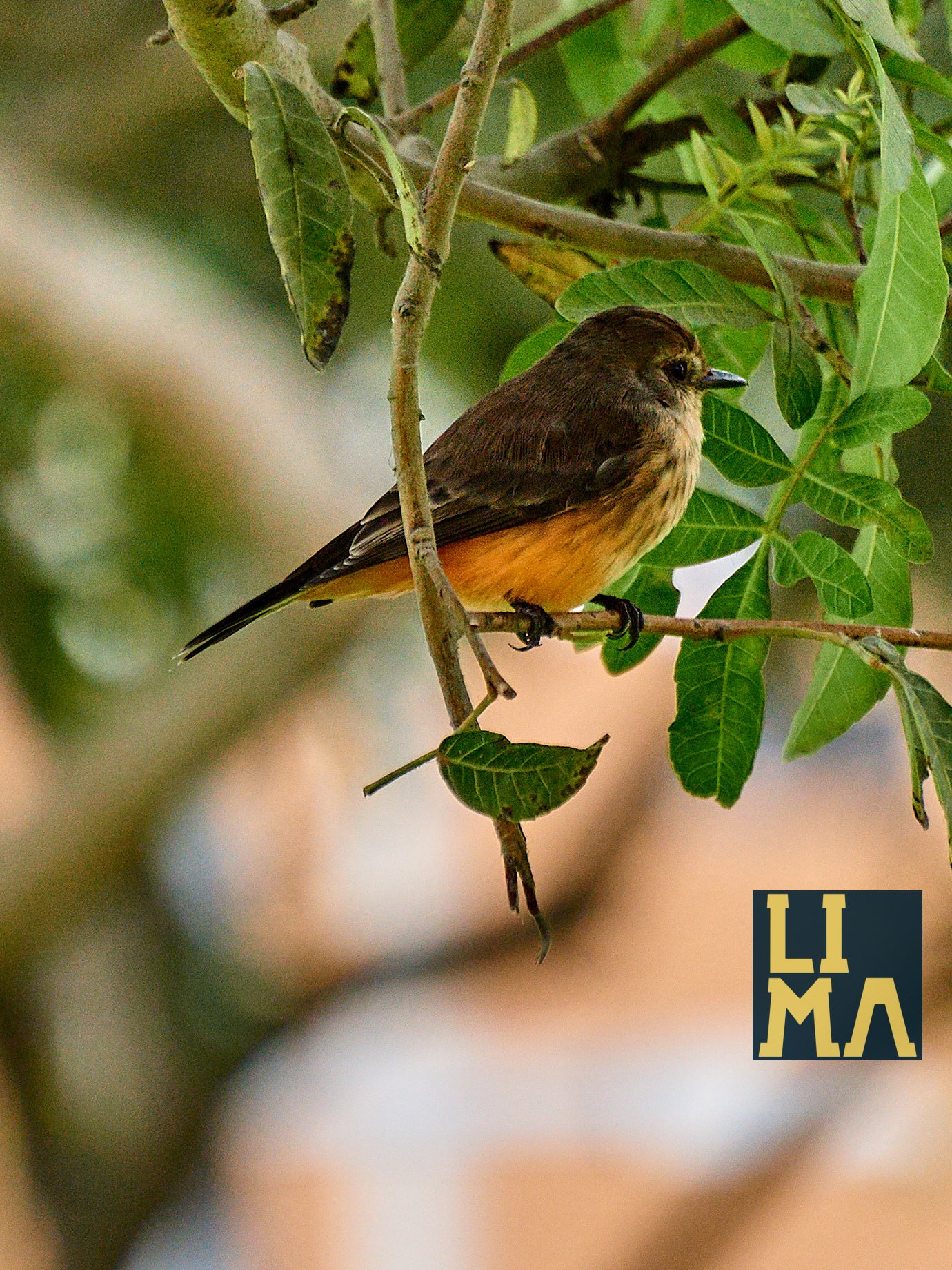 Lima Urban Birds Photo Tour