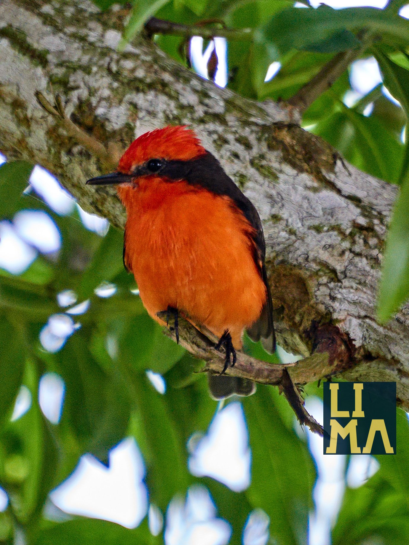 Lima Urban Birds Photo Tour