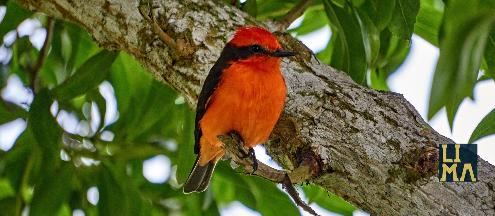 Lima Urban Birds Photo Tour