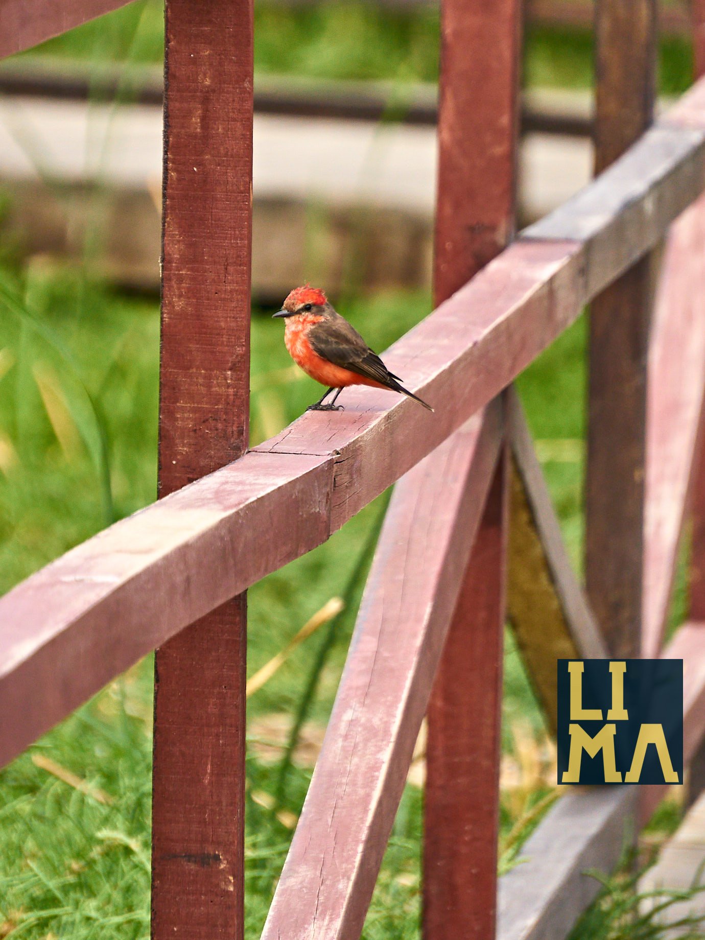 Lima Urban Birds Photo Tour