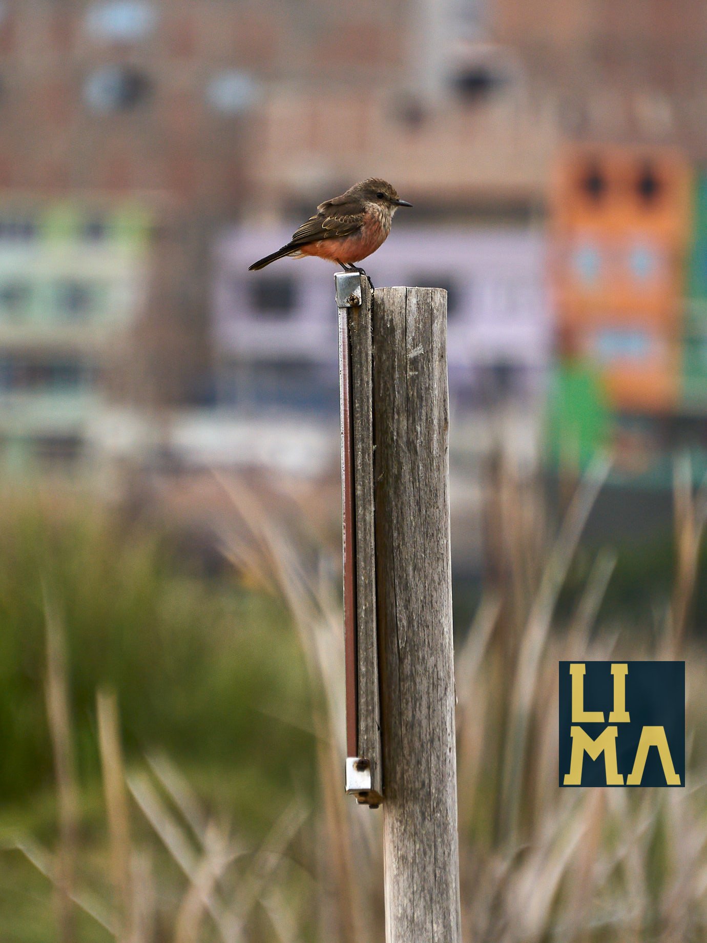 Lima Urban Birds Photo Tour