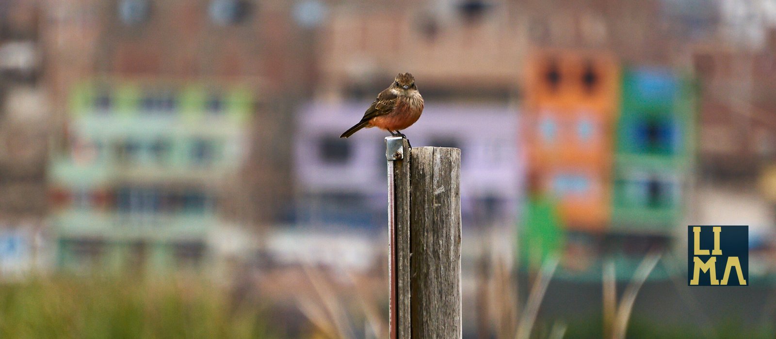 Lima Urban Birds Photo Tour