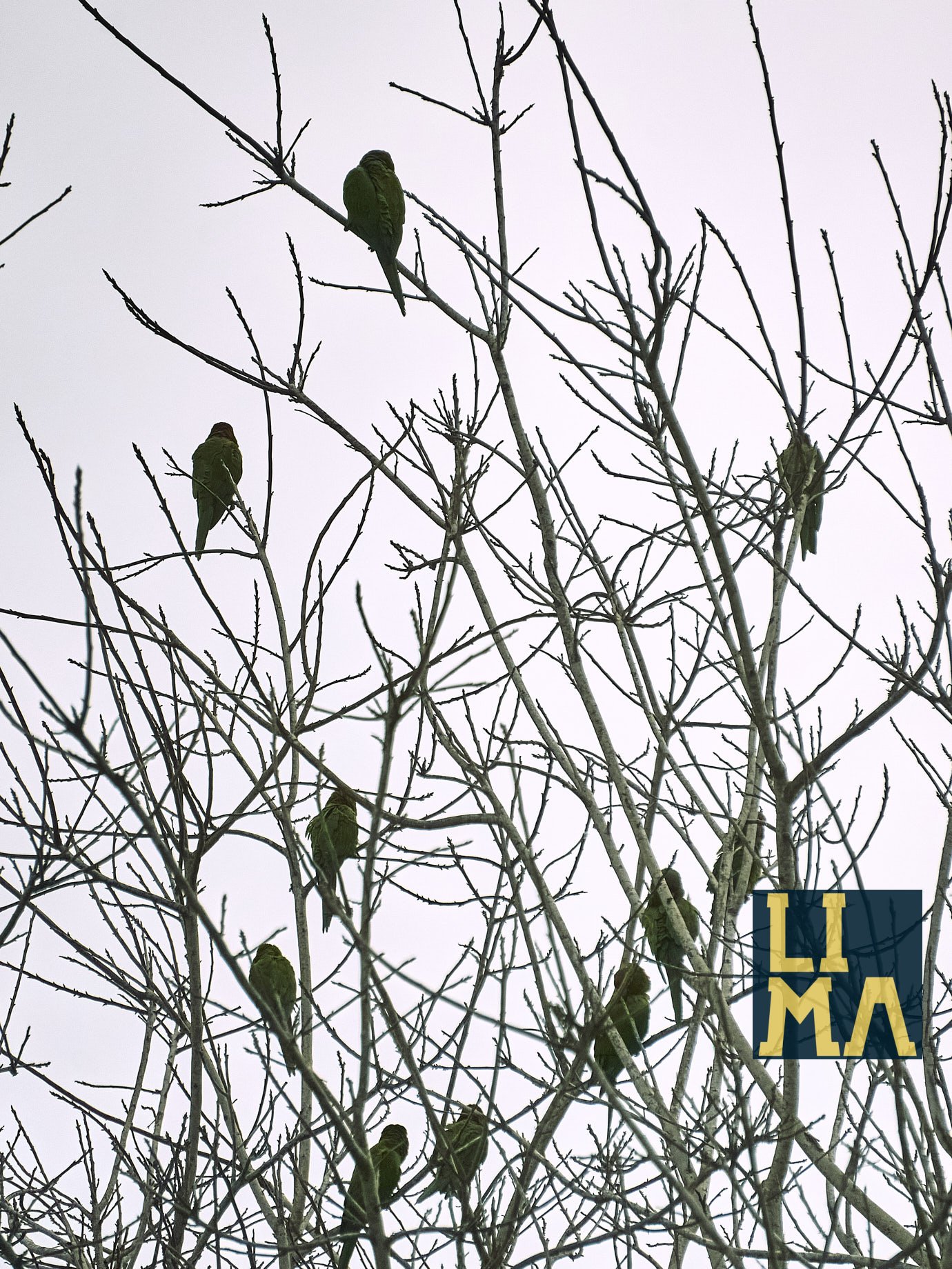 Lima Urban Birds Photo Tour
